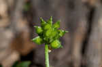 Hairy buttercup